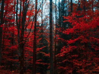 pexels-photo-1547813