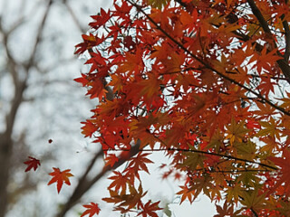 pngtree-close-up-of-beautiful-red-maple-image_518175