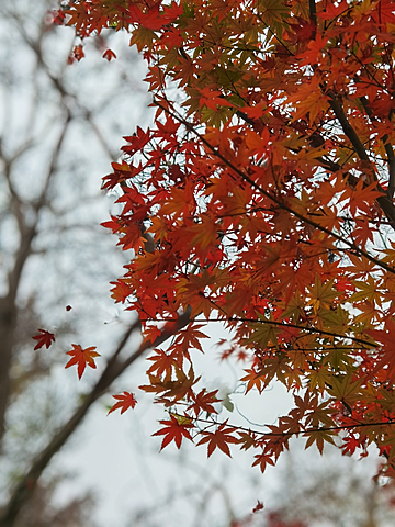 pngtree-close-up-of-beautiful-red-maple-image_518175